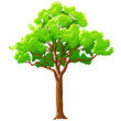 Cartoon green tree isolated on white.