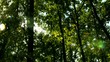 Sun over the trees in forest