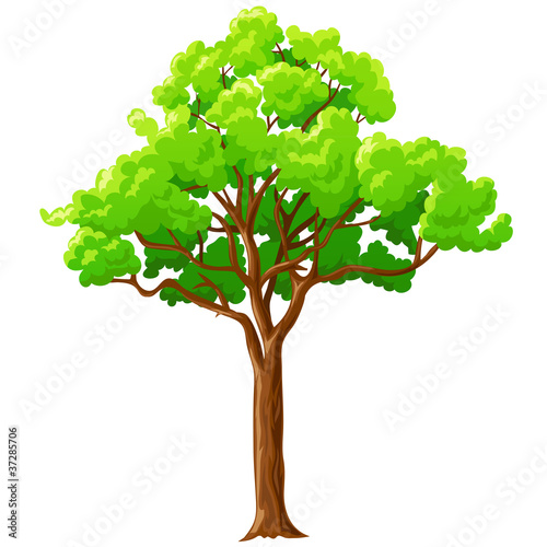 Vector: Cartoon green tree isolated on white. Cartoon green tree isolated on white.