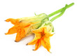 Fresh edible pumpkin flower