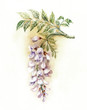 Watercolor Flower Collection: Wisteria