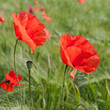 Klatschmohn - Papaver rhoeas