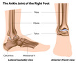 The ankle joint, eps8