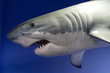 Great Shark