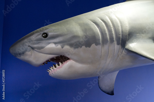 Photo: Great Shark Great Shark