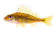The Eurasian Ruffe (Gymnocephalus cernuus)