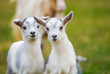 Photo en ligne au meilleur prix goatling curiosity