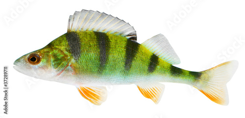 Photo: The European Perch (Perca fluviatilis) The European Perch (Perca fluviatilis)