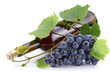 Bottle of wine in the vine on a white background