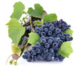 Bottle of wine in the vine on a white background