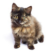 Little brown kitten 1