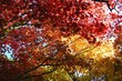 Upward abstract view of red and yellow autumn leaves Upward abstract view of red and yellow autumn leaves