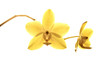 Beautiful yellow orchidea - phalaenopsis
