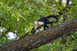 White faced Capuchin