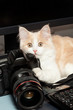 Little cat with a camera, isolated on a white background
