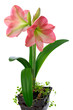 Photo: blooming amaryllis blooming amaryllis