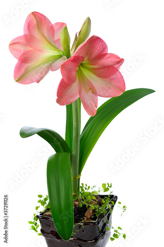 Photo: blooming amaryllis blooming amaryllis
