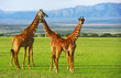 Giraffes