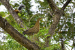 Juvenile Heron and Squirrel
