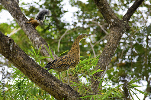 Photo: Juvenile Heron and Squirrel Juvenile Heron and Squirrel