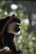 Abyssinia Colobus