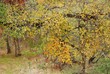Golden yellow autumn coloring green trees Golden yellow autumn coloring green trees