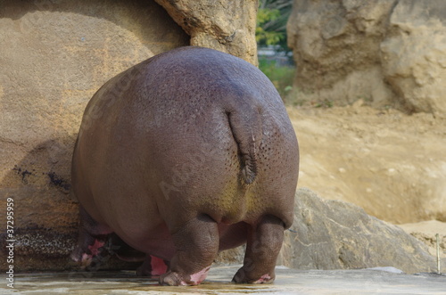 Photo: カバの尻 カバの尻