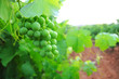 green grapefruit vineyard mediterranean grapes green grapefruit vineyard mediterranean grapes