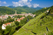 grand cru vineyard, Thann, Alsace, France