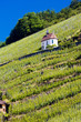 grand cru vineyard and Chapel of St. Urban, Thann,Alsace,France