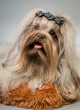 Bolonka zwetna in studio on a neutral background