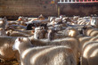 Sheep in a barn