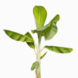 Banana tree