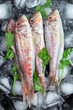 Fresh fish (Mullus barbatus ponticus) Fresh fish (Mullus barbatus ponticus)