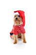 Christmas yorkie Christmas yorkie
