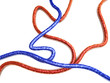 Venen und Arterien