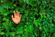 Mano aperta in un muro ricoperto di edera