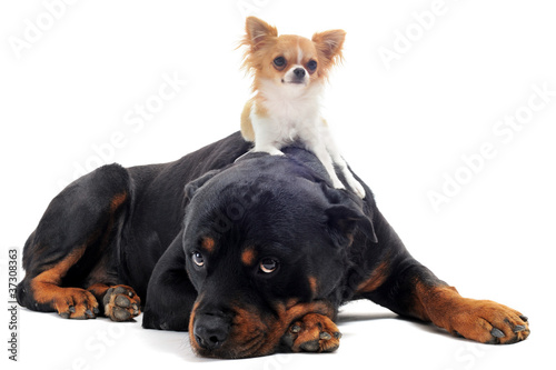 Photo: rottweiler et chihuahua rottweiler et chihuahua