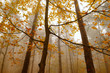Bosco nebbioso in autunno