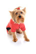 Christmas yorkie Christmas yorkie