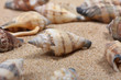 Muscheln 1
