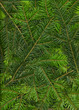 Hintergrund aus Zweigen von Tannen (abies alba)