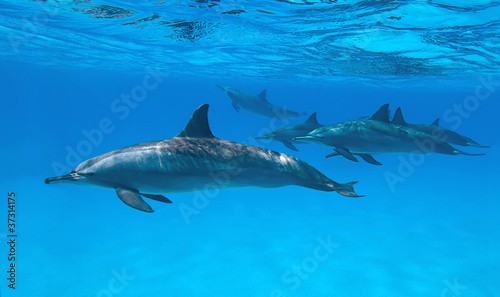Photo: Spinner dolphins in nature. Spinner dolphins in nature.