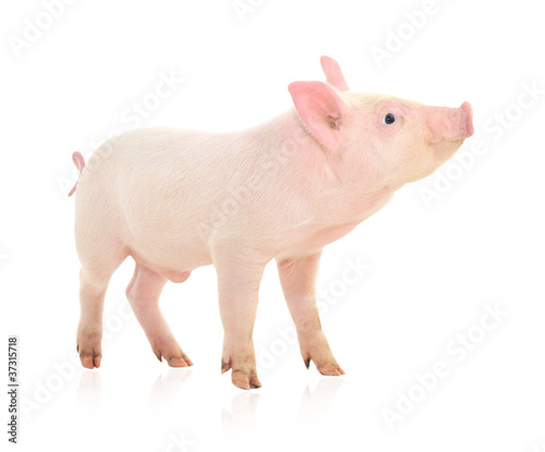 Foto: Pig on white Pig on white