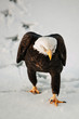 Eagle going on snow.