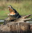 Nile crocodile (Crocodylus niloticus), mating,