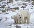 Polar she-bear with cubs.