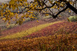 Photo: color gradations in the vines color gradations in the vines