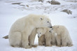 Photo: Polar she-bear with cubs. Polar she-bear with cubs.