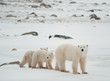 Polar she-bear with cubs.